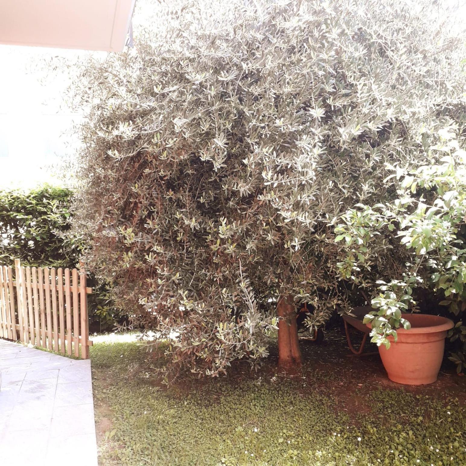 Santa Giuletta Beb Ulivo B&B 외부 사진